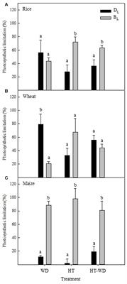 Rubisco and Rubisco Activase Play an Important Role in the Biochemical Limitations of Photosynthesis in Rice, Wheat, and Maize under High Temperature and Water Deficit